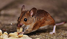 24 Hour & Emergency Exterminators in White Stone, SC